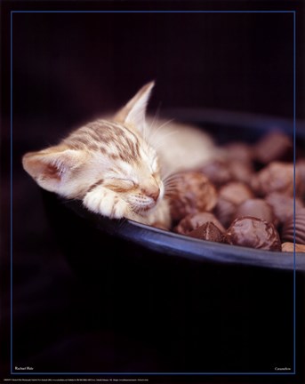Framed Kitten Sleeping in Bowl Print