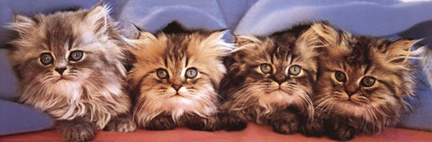 Framed Cats Under Blanket Print