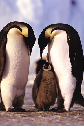 Framed Penguin Family Print