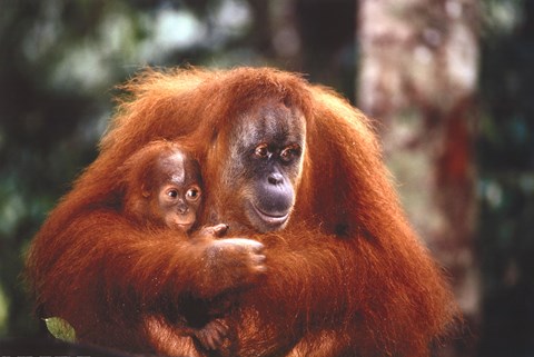 Framed Orangutan And Baby Print