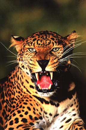 Framed Leopard - mouth open Print