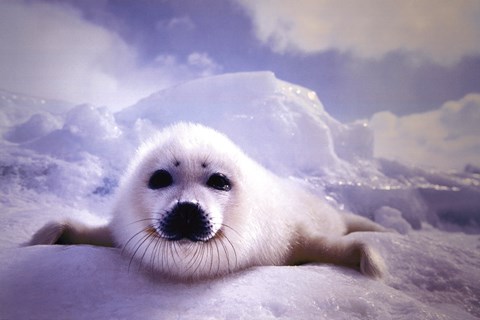 Framed Seal Pup Print