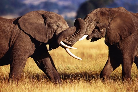 Framed African Elephants Sparring Print