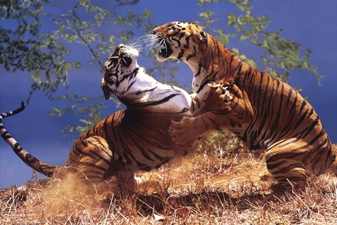 Framed Tigers Fighting Print