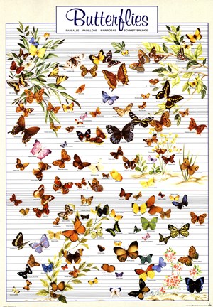 Framed Butterfly types Print