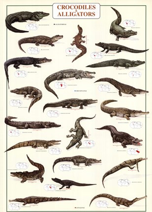 Framed Crocodiles and Alligators Print