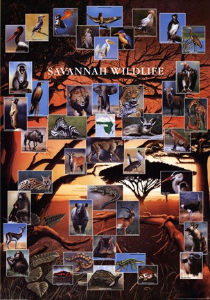 Framed Savannah Wildlife Print