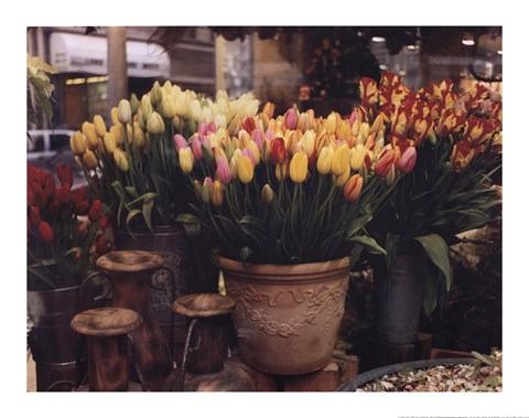 Framed Tulips, Paris Print