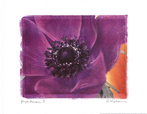 Framed Purple Anemones II Print
