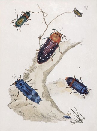 Framed Chelsea Beetles-2 of 3 Print