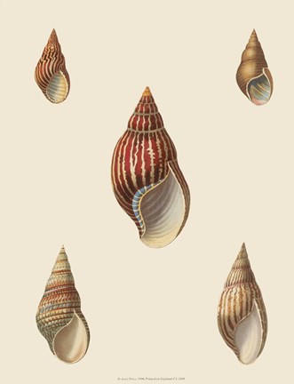 Framed Shells-2 of 8 Print