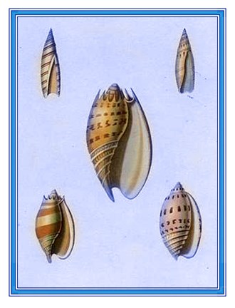 Framed Shells-2 of 4 Print