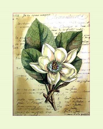 Framed Magnolia Sur La Francais II Print