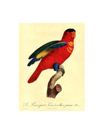 Framed Parrot, PL 95 Print