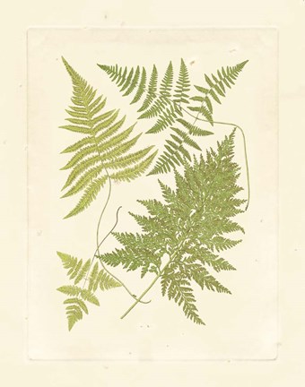 Framed Ferns with Platemark VI Print