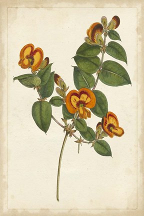 Framed Vibrant Curtis Botanicals II Print