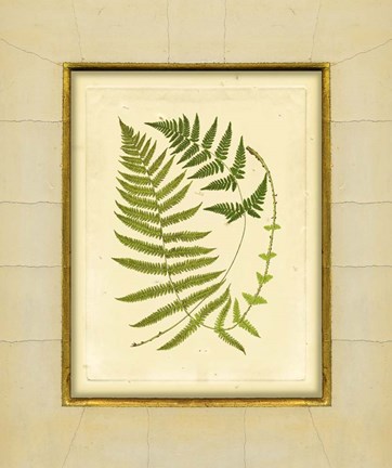 Framed Fern with Crackle Mat (H) III Print