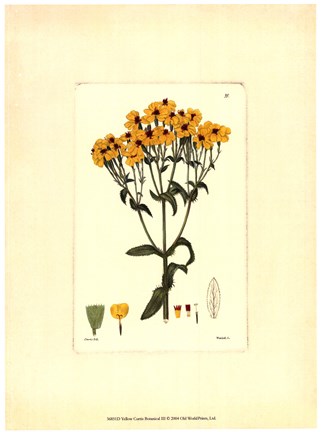 Framed Yellow Curtis Botanical III Print
