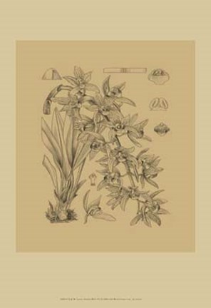 Framed Orchid on Khaki(WG) VII Print