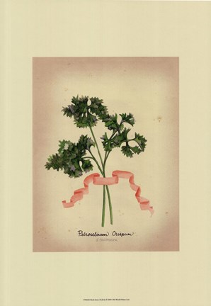 Framed Herb Series II Print