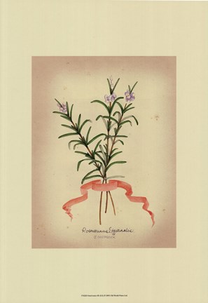 Framed Herb Series III Print