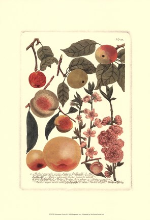 Framed Fruits II Print