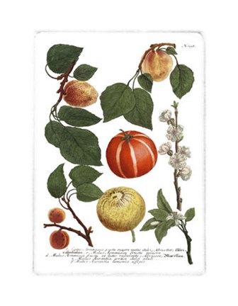Framed Fruits IV Print