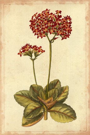 Framed Curtis Blooms in Red III Print