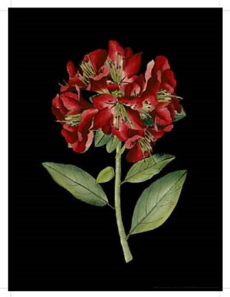 Framed Crimson Flowers on Black I Print