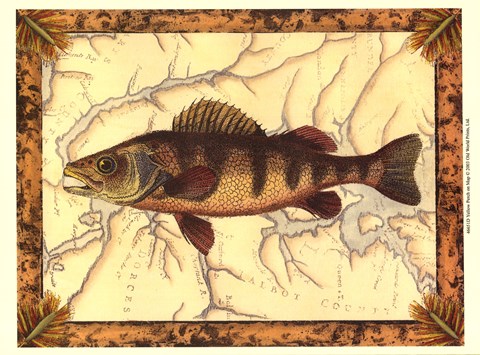 Framed Yellow Perch on Map Print