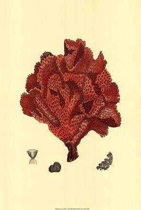Framed Red Coral (N) IV Print