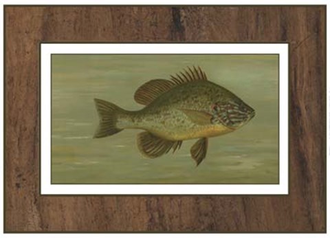 Framed Common Sunfish Print