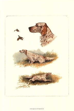 Framed English Setter Print