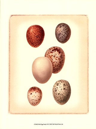 Framed Bird Egg Study III Print