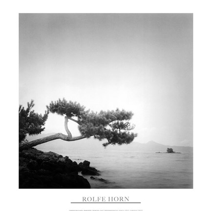 Framed Two Branched Pine, Nakano Umi, Japan (24 x 24) Print