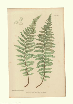 Framed Nature Printed Ferns Print