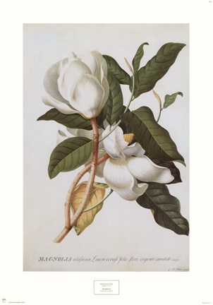 Framed Magnolia Altissima Print
