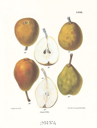 Framed Pears IV Print