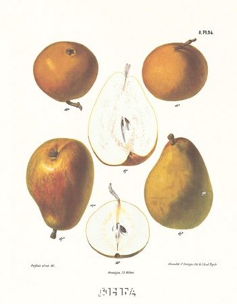 Framed Pears I Print