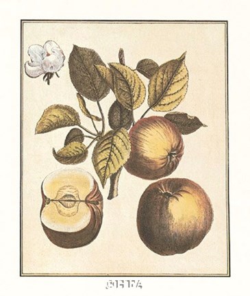 Framed French Fruit Plate/Apple Print