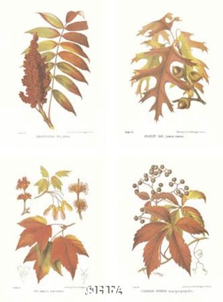 Framed Leaves (Set of Four) Print