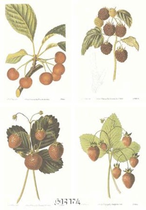Framed Berries (Set of Four) Print
