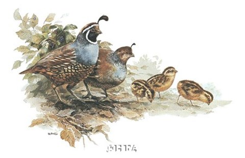 Quail Family Fine Art Print by Rick Bennett at FulcrumGallery.com