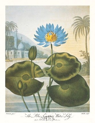 Framed Blue Egyptian Water-Lily Print