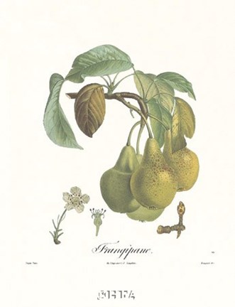 Framed Pears/Frangipane Print