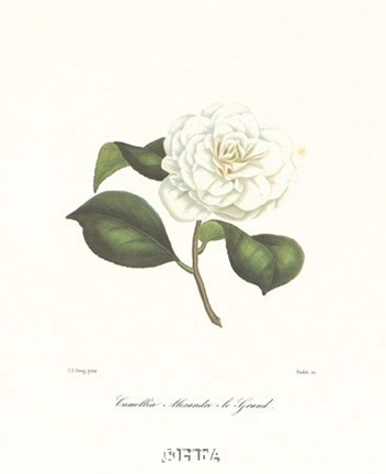 Framed Camellia Alexandre-Le-Grand Print