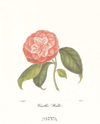 Framed Camellia Wadu Print