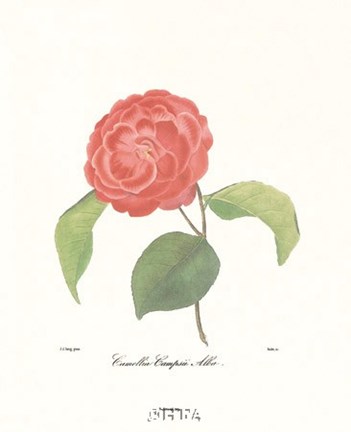 Framed Camellia Campsii Alba Print