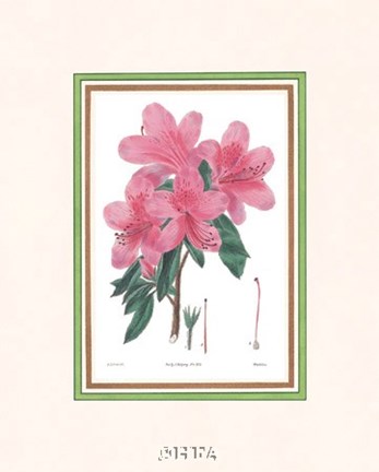 Framed Azalea No. 3 Print