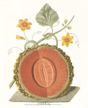 Framed Melon - Cantalope Print